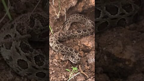 Russel Viper the dangerous venomous snake
