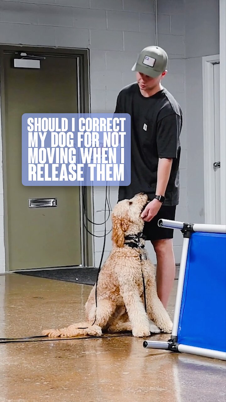 Should You Correct Your Dog For Not Moving After Being Released?