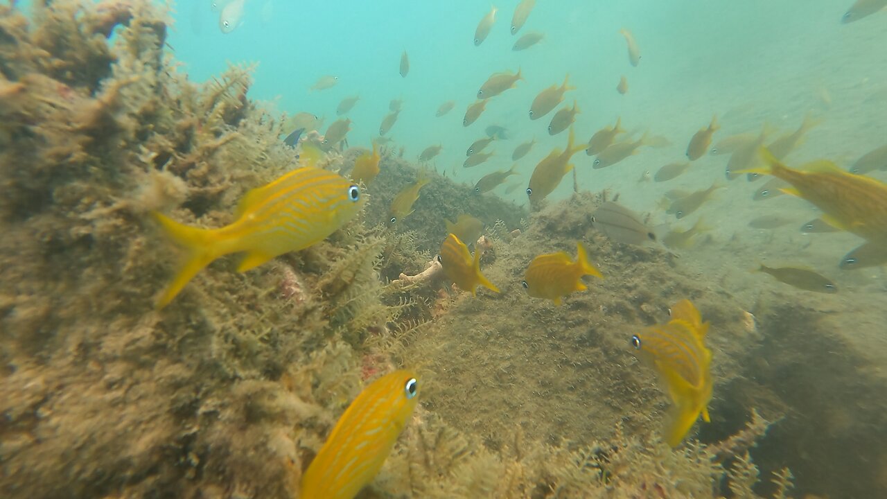 South Florida Tropical Artificial Reef!!! French Grunt, Sergeant Major, and Lion Fish!!!