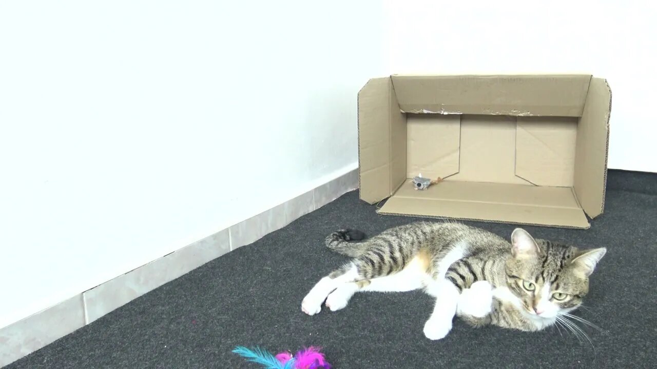 This Funny Cat Loves Boxes