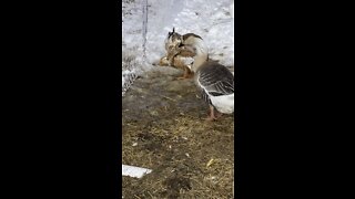 Ducks and Geese Enjoying The Melting Snow