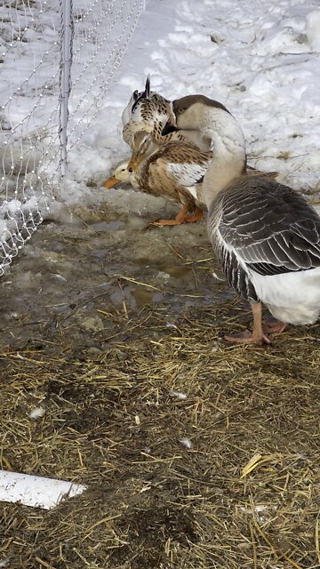 Ducks and Geese Enjoying The Melting Snow