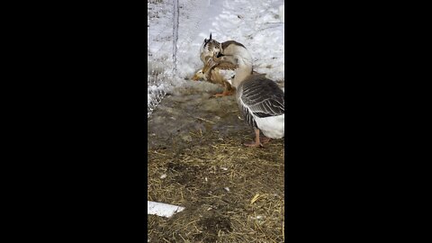 Ducks and Geese Enjoying The Melting Snow