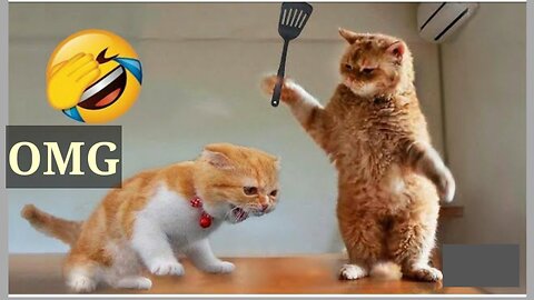 cat and animals😅😅😅 funny moments