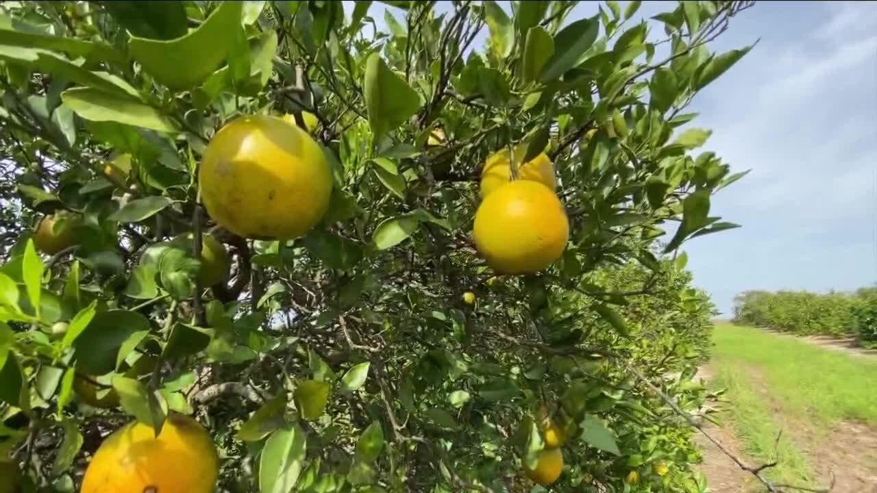 Traps set to catch invasive, destructive fruit fly in Pinellas County