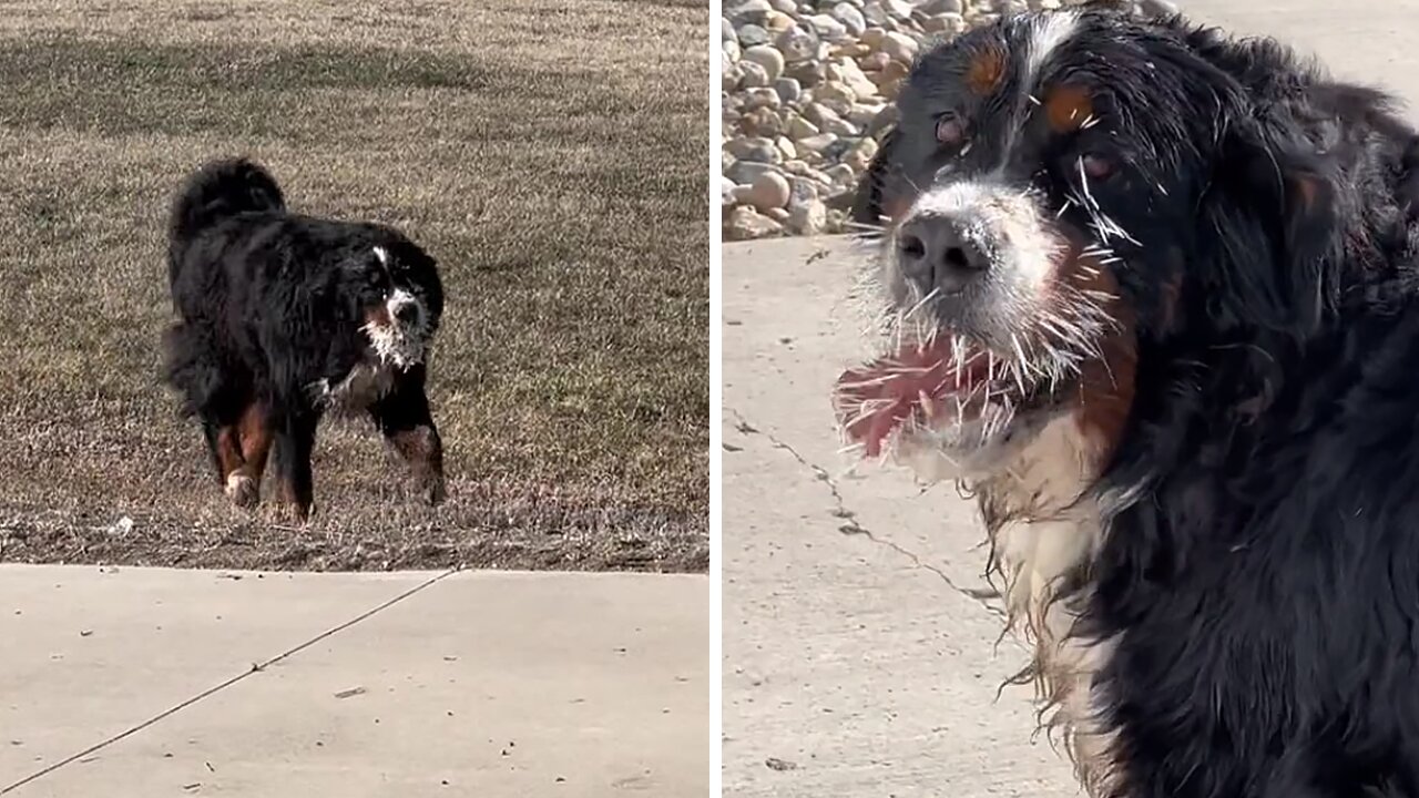 Dog's Clash With Porcupine Leaves Him Completely Covered In Spikes