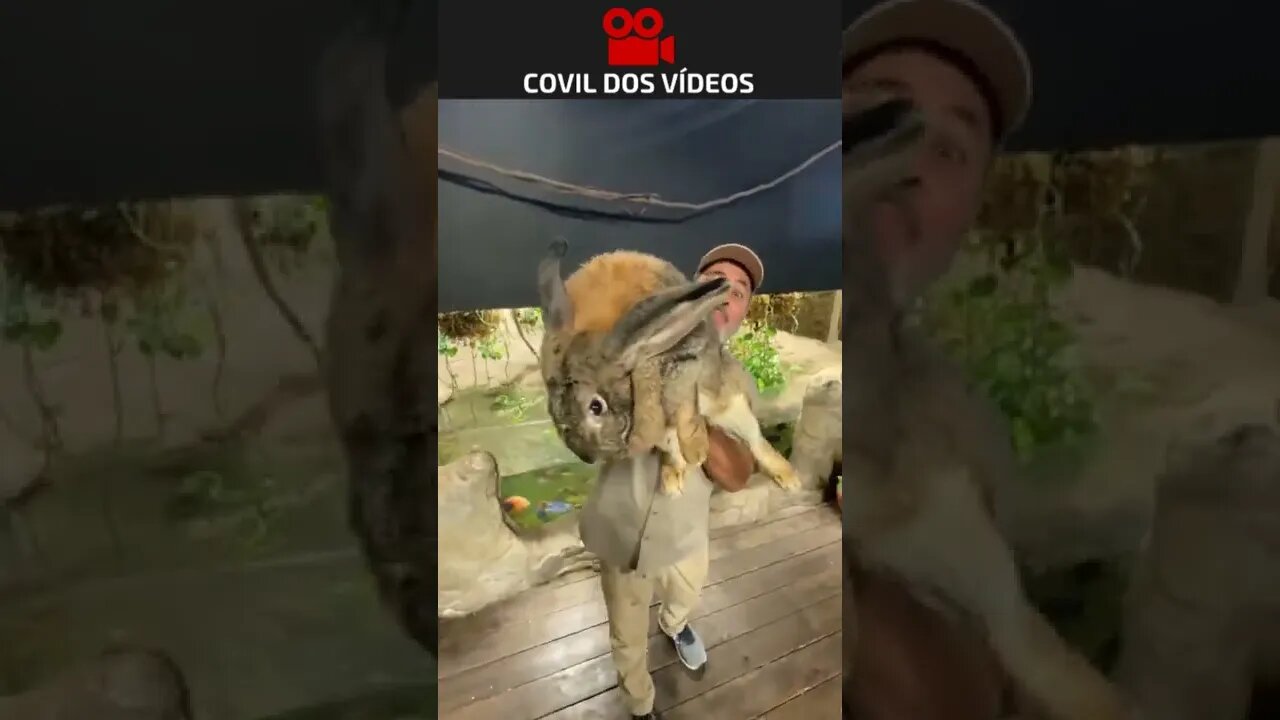 olha o tamanho desse coelho 😱😱😱