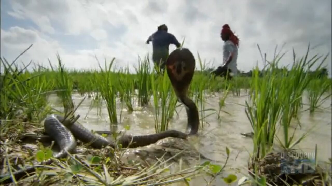 BBC Ganges 3: Waterlands