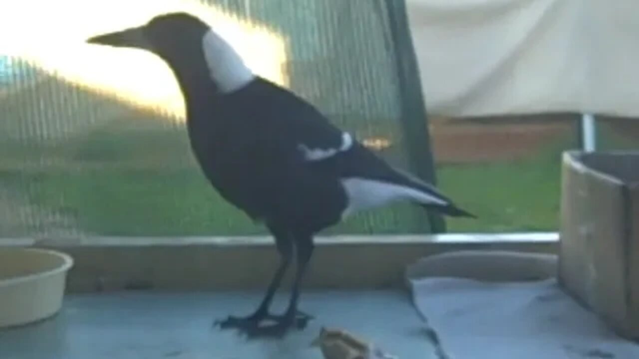 Magpie eating