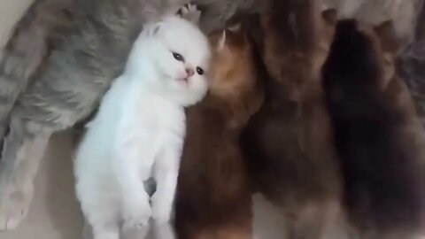 Looks like he's fed up with his siblings already..🐈🐾😅