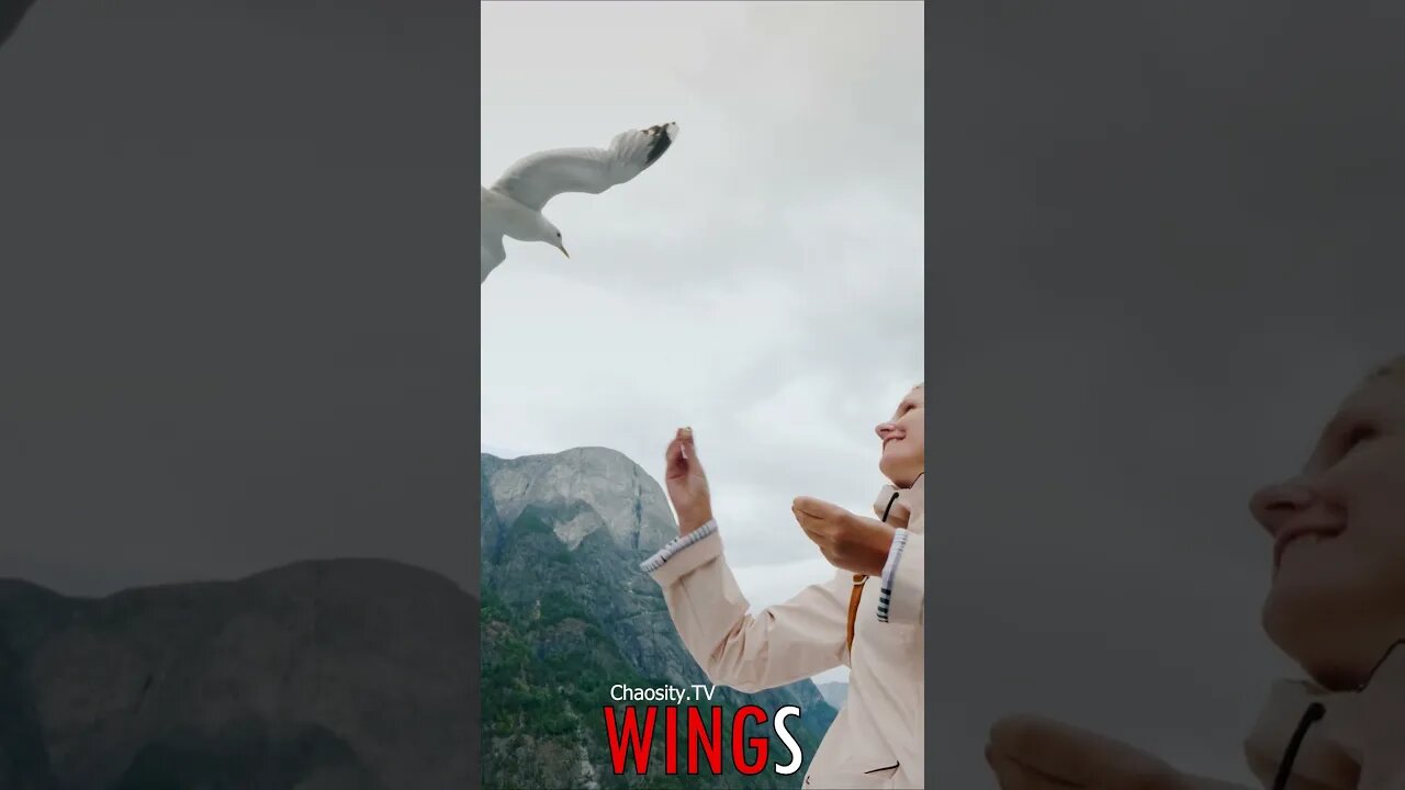 🐧 #WINGS - Wings of Gratitude: Seagulls are Fed by a Woman on a Boat 🐦