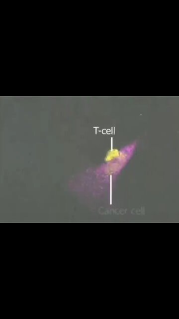 Watch how a T cell kills a cancer cell. Our natural immune system is incredible!