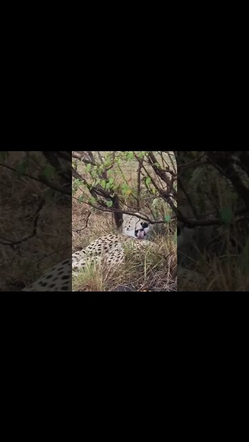 Maasai Mara Sightings Today 17/01/22 (Lions, Cheetah, Hyena, etc) | Zebra Plains | #shorts