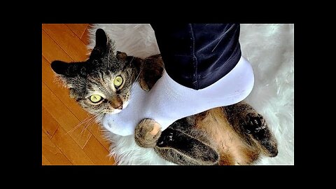 Funny animals - Funny cats dogs - Funny animal videos