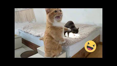 Try Not To Laugh Cats And Dogs Videos 😁 - Best Funniest Animals Video 2024 #7