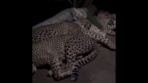 Cheetahs cuddling up to sleeping man for the night - JAW DROPPING