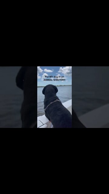 Yes it's true 🤷‍♀️😂 #shorts #rottweiler #dogs