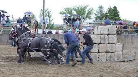 Tire de chevaux