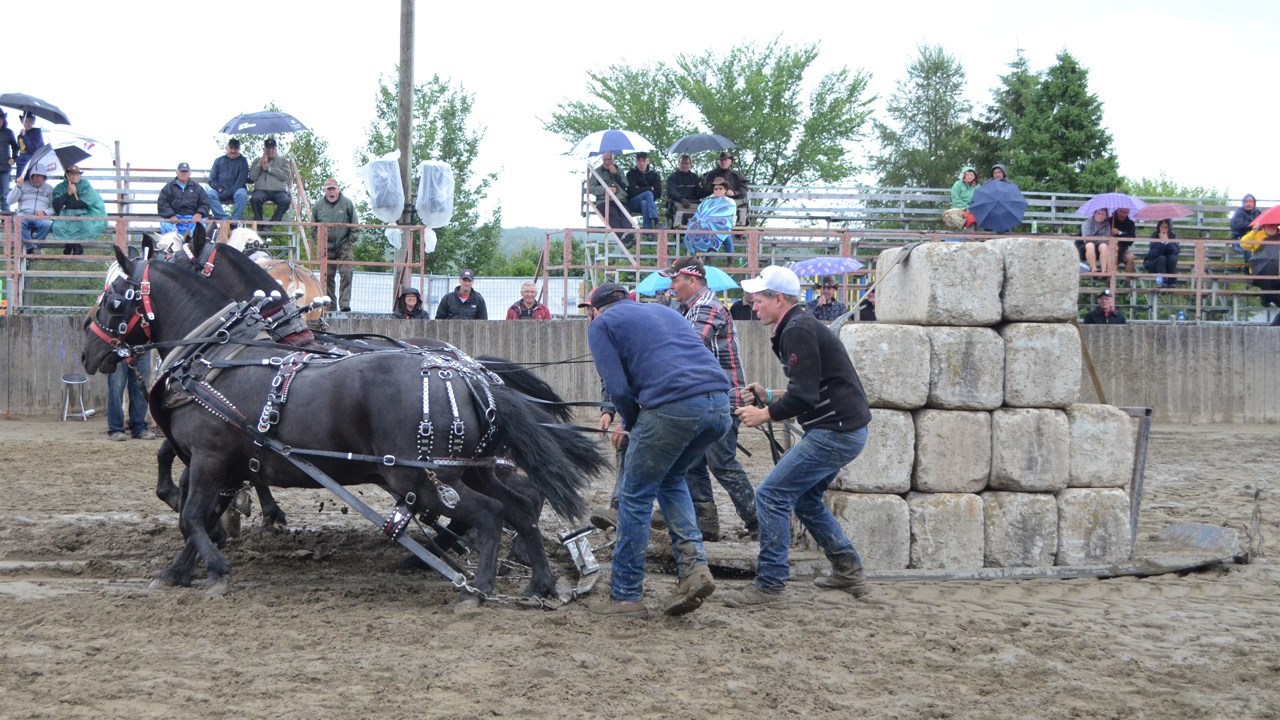 Tire de chevaux
