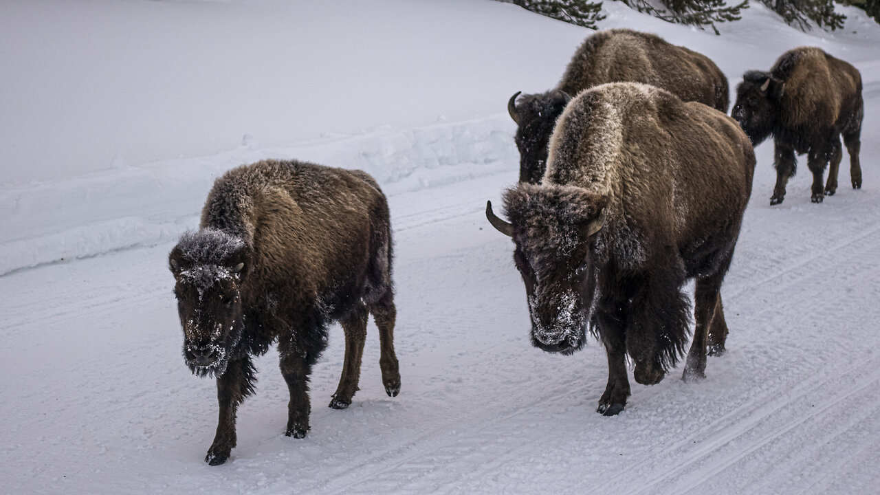 Yellowstone-2023