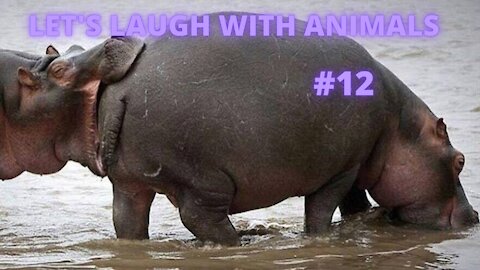 LET'S LAUGH WITH ANIMALS | #12