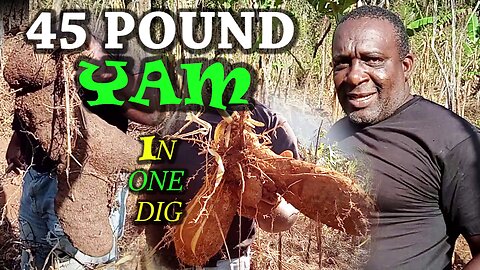 YAM WEIGHTS OVER 25 POUND HOW TO DIG YAM BANKS PLANNING YAM