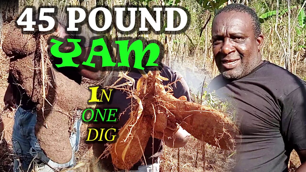 YAM WEIGHTS OVER 25 POUND HOW TO DIG YAM BANKS PLANNING YAM