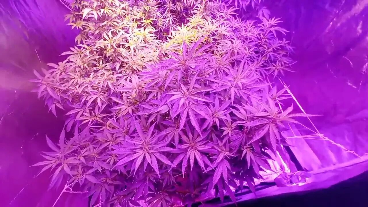 Day 6 of Transitioning to Bloom CANNABIS NFSOT CANNABIS Bloom Stage