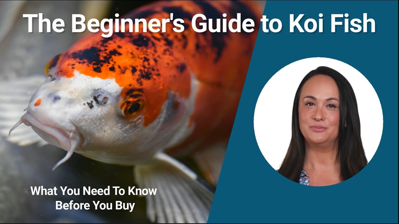 The Beginner's Guide to Koi Fish: What You Need To Know Before You Buy