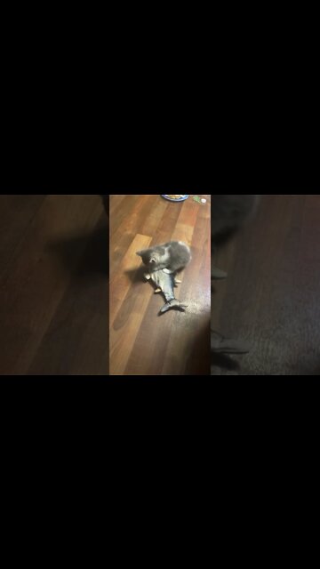 Kitten Discovers the Wiggle Fish... Wait for it... #shorts
