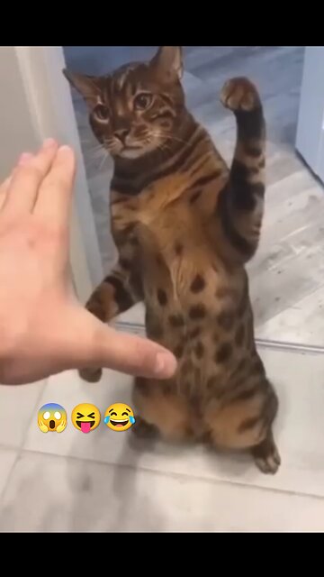 Danger 😱 cat 🐱 #shoot #video #danger #usa