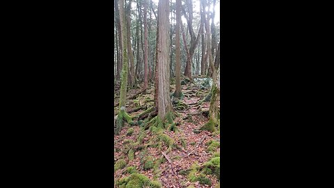 Forest in Japan near Mt. Fuiji