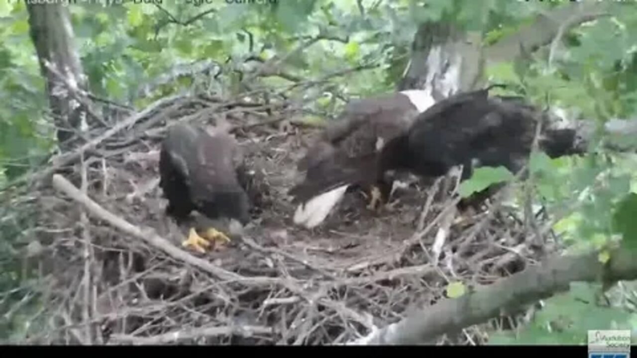 Hays Eagles H9 feaking on front rail 2019 05 22 648am