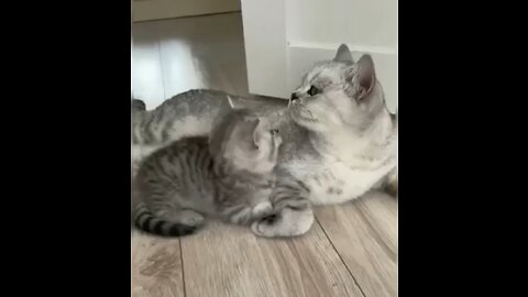 Kitten with mother ,must watch