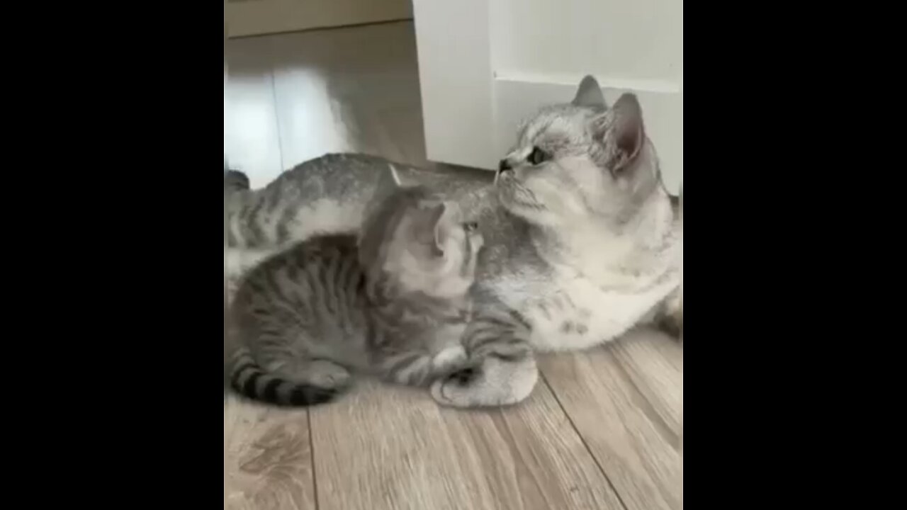 Kitten with mother ,must watch