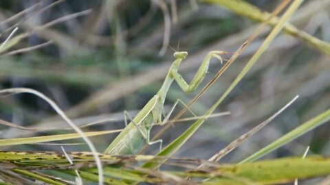 Green Mantis Religiosa Macro, in grass