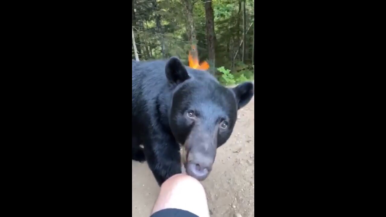 Gruesome Canadian Bear Attack Caught on Camera 😳😳😳😳