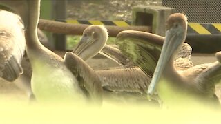 Naples Pier Petition