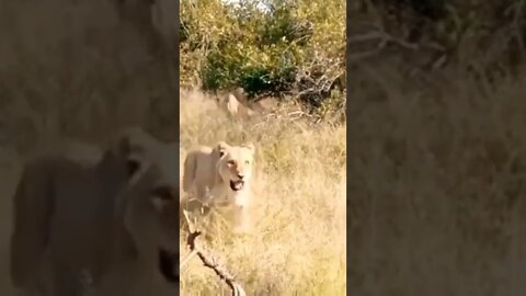 زمرة أوثاوا تهاجم تحالف الأسد نينها
