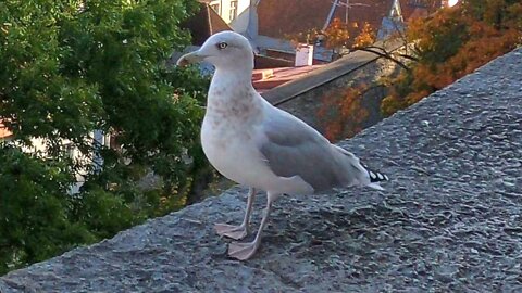 Seagull Steals the Show