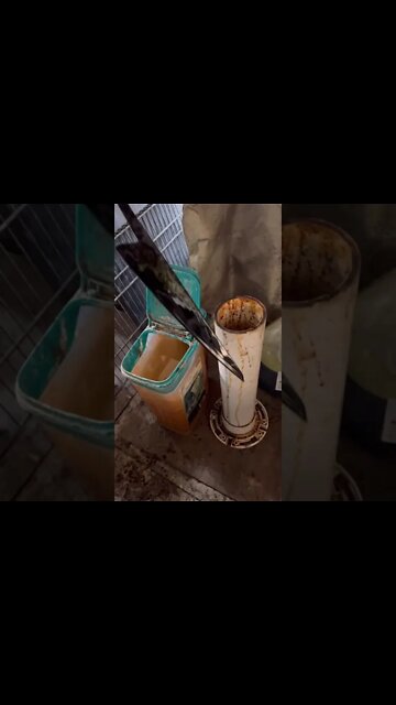 San mai gyuto I forged and gave away to one of my instagram followers. #chef #cooking #food #art