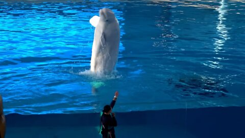 Beluga amazing dance