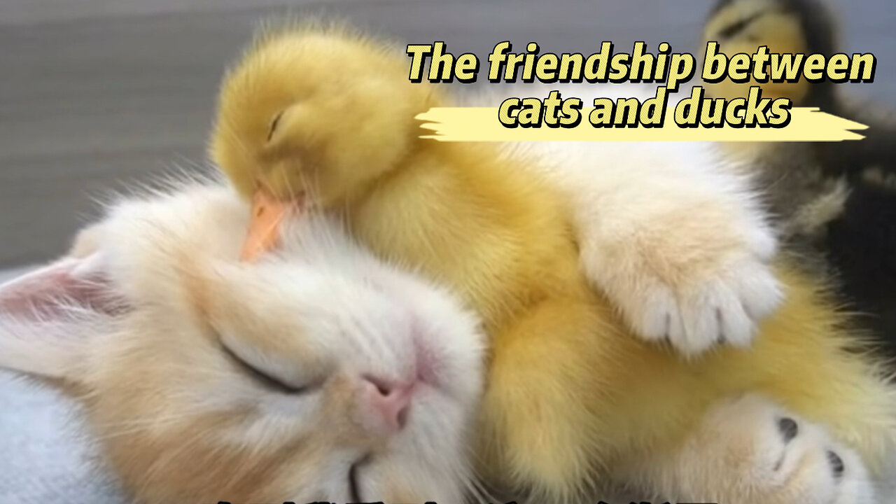 The friendship between cats and ducks