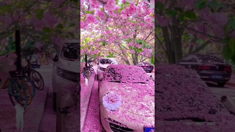 Beautiful Cherry Blossom & Calm Nature Sounds 🌸 #shorts #trending #shorts