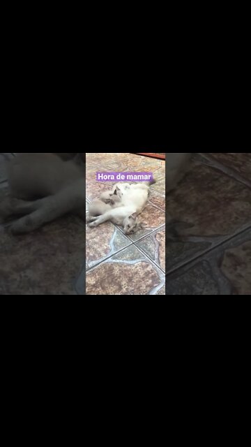 Hora do mama mamãe! #pets #amor #gatosfofos