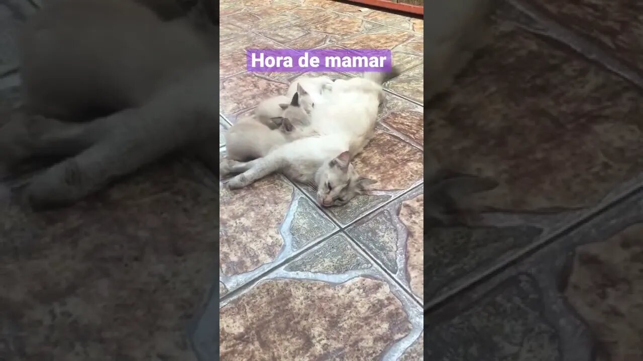 Hora do mama mamãe! #pets #amor #gatosfofos