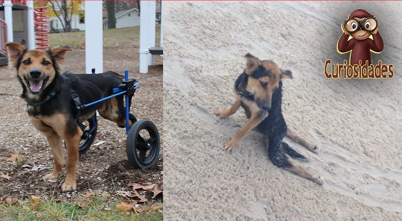 CONOCE LA INSPIRADORA HISTORIA DE ESTE PERRO