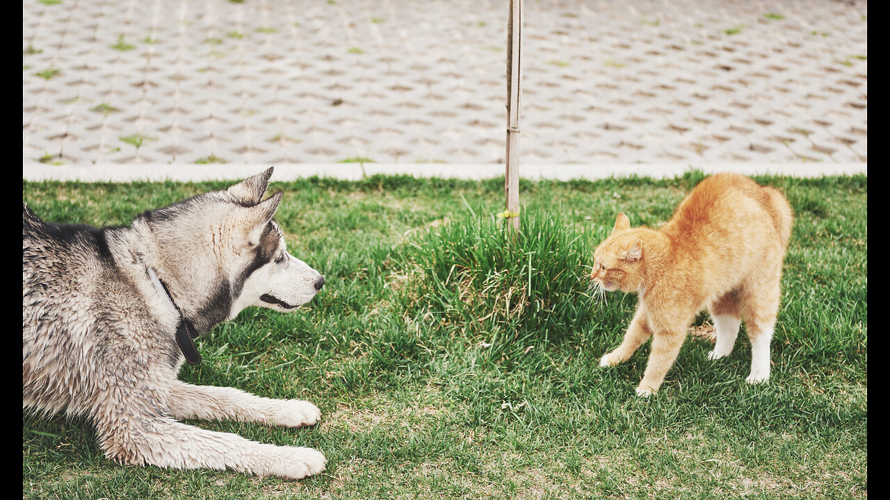 Cats and dogs fighting very funny😂