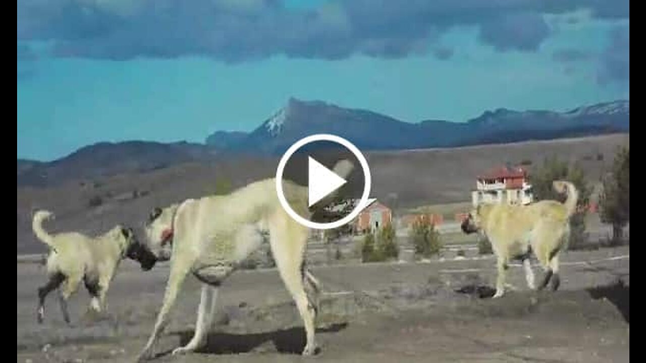 Giant Kangal Shepherd Dogs