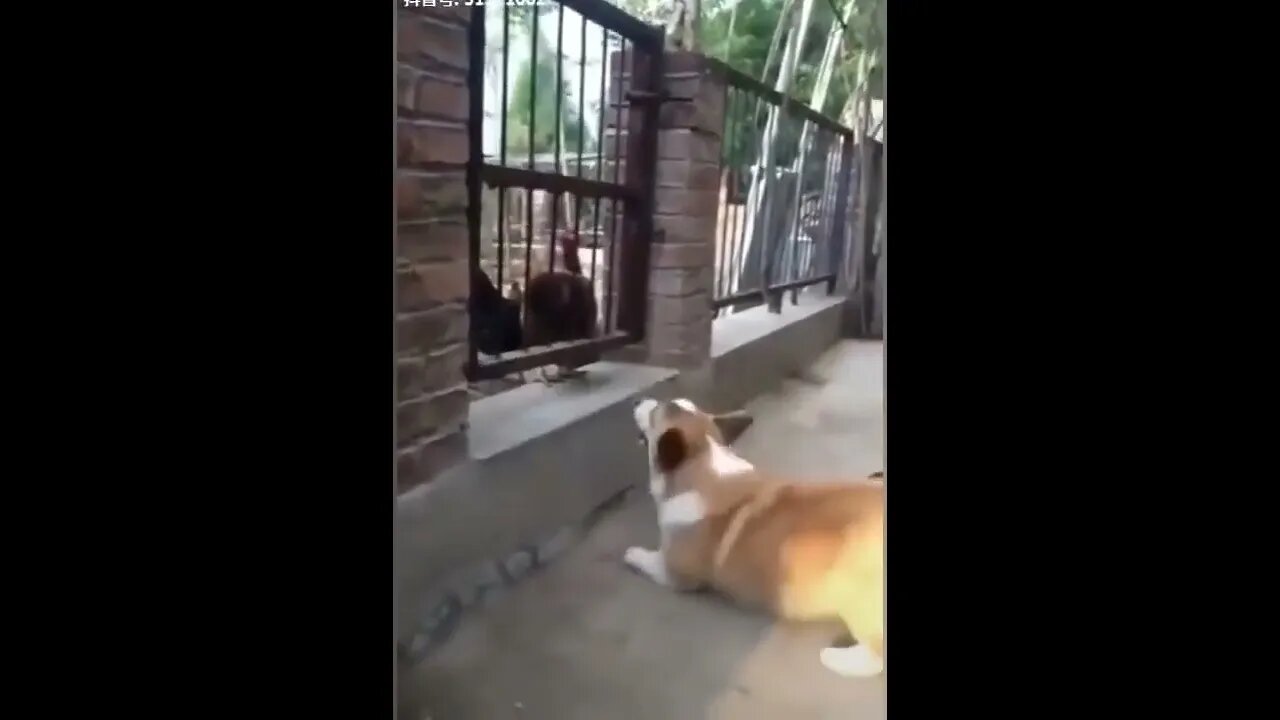 Chicken VS Dog Fight pt.4